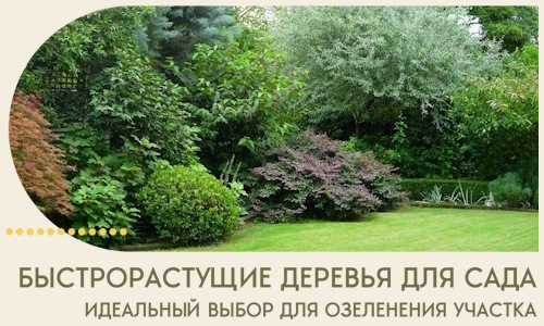 Быстрорастущие деревья для сада идеальный выбор в Астрахани