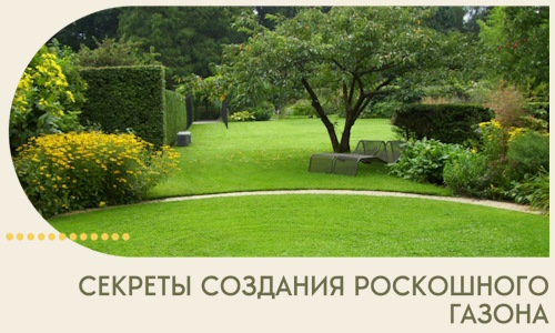 Секреты создания роскошного газона в Астрахани